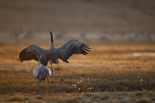 Common / Eurasian crane (Grus grus) courtship, Lake Hornborga, Hornborgasj&ouml;n, Sweden, April 2009