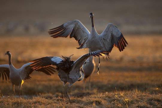 Common / Eurasian crane (Grus grus) showing aggression, Lake Hornborga, Hornborgasj&ouml;n, Sweden, April 2009