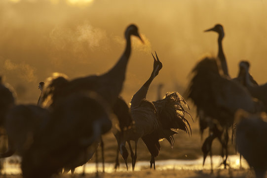 Common / Eurasian crane (Grus grus) displaying at sunrise, Lake Hornborga, Hornborgasj&ouml;n, Sweden, April 2009