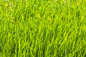 Spring green grass backlight, close up