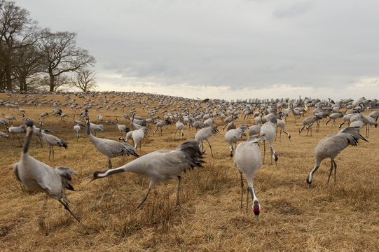 Common / Eurasian cranes (Grus grus) feeding, Lake Hornborga, Hornborgasj&ouml;n, Sweden, April 2009