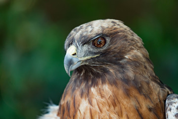 Hawk Profile Raptor Falconry