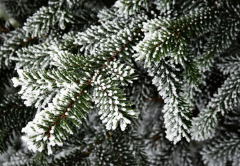 Spruce twigs with icing