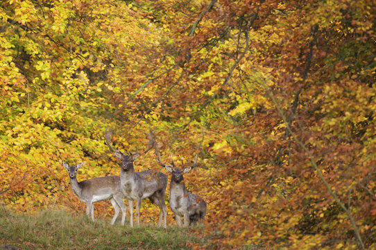 Three Fallow deer (Dama dama) two bucks and a doe, in front of Beech trees in ful autumn colour, Klampenborg Dyrehaven, Denmark, October 2008