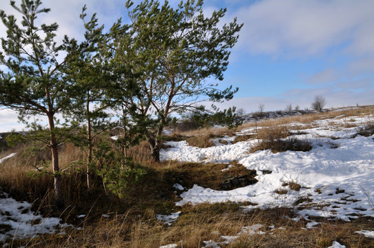 Spring landscape with melting snow and pine trees