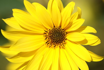 Fototapeta premium Sonnenblume