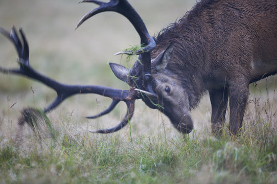 Red deer (Cervus elaphus) stag gathering grass on antlers, during rut, Klampenborg Dyrehaven, Denmark, September 2008