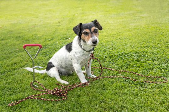 Hund angebunden - Jack Russell Terrier