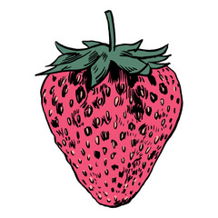 Strawberry vector illustration.