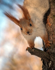 Naklejka na ściany i meble squirrel on a pine tree. wild animals. endangered species.