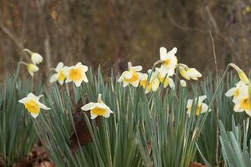 Fototapeta premium Clump of Two-tone daffodils