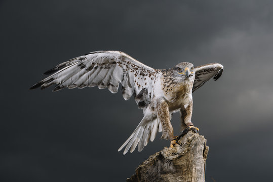 Close up of hawk perched on tree trunk