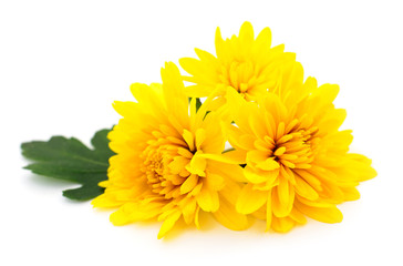Chrysanthemums on white.