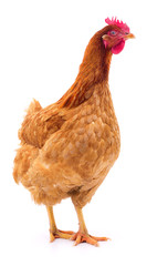 Brown hen isolated.
