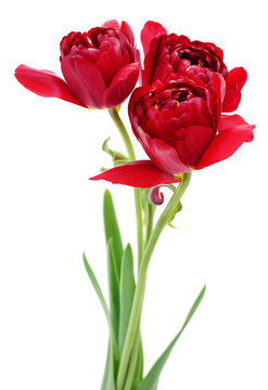 Three red tulips.