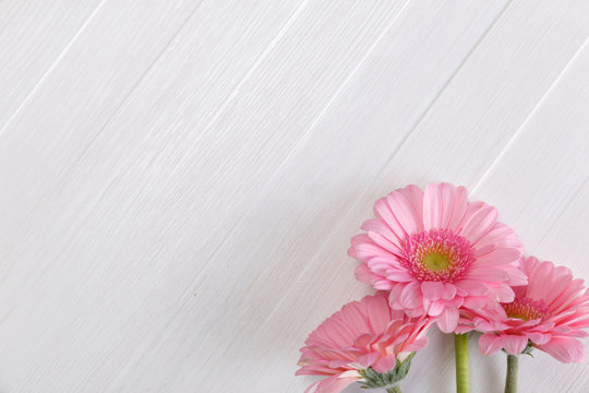 Pink gerbera flowers on white wood vintage background. 8 march or Valentines day love design. Fresh natural flowers. Painted wooden planks.