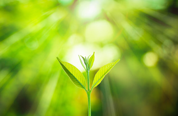 Fresh small plant growing on blurred green nature background