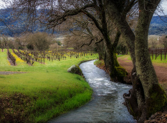 Stream Flowing Through A Vineyard