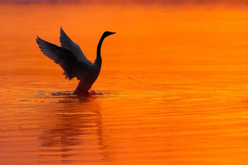 Lever du soleil et cygne