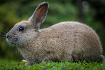 Hase