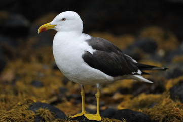 Greater black backed gull (Larus marinus) portrait, North Atlantic, Flatanger, Nord-Trøndelag, Norway, August 2008