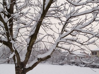 Obraz premium Albero e Neve