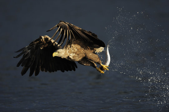 White tailed sea eagle (Haliaeetus albicilla) in flight with fish, Flatanger, Nord Trøndelag, Norway, August 2008 WWE OUTDOOR EXHIBITION. WWE BOOK PLATE. PRESS IMAGE.