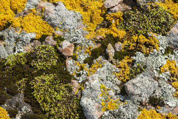 Lichen, Mosses on Rock