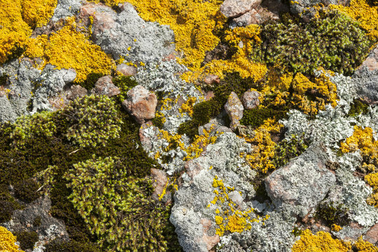 Lichen, Mosses on Rock