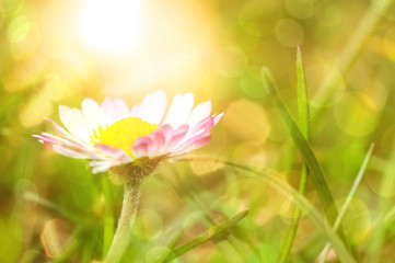 Obraz premium Sommer - Gänseblümchen in glitzernder Sonne