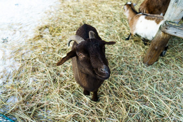 goats grazing on a snow covered field