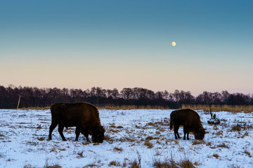bison on a snow covered field © lakkot