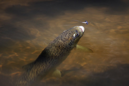 Brown trout (Salmo trutta) catching a Mayfly (Ephemera Danica) Dala river, Götene, Västra Götaland, Sweden, May 2009