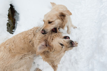 Lovely, sweet, beautiful golden retriever are playing together in the snow. One jumps on the back side to the other, the other bites the first