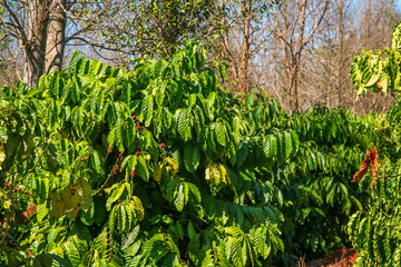 Coffee plantation in Laos