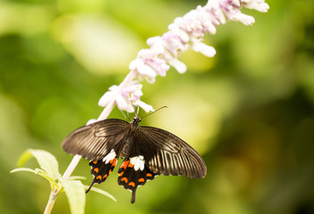 Colorful butterfly on a flower