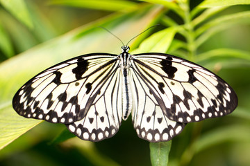 White/black butterfly on a leaf