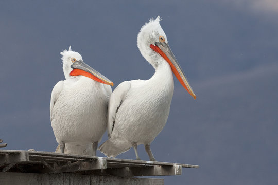 Two Dalmatian pelicans (Pelecanus crispus) standing on wooden platform, Lake Kerkini, Macedonia, Greece, February 2009