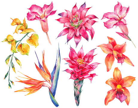 Watercolor set of vintage floral tropical natural elements