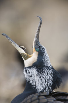 Common / Great cormorant (Phalacrocorax carbo sinensis) calling, Oosterdijk, Enkhuizen, Ijsselmeer, Netherlands, March 2009 WWE BOOK.