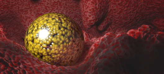 unfertilized 3d ovum (egg) in the uterus