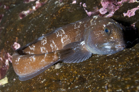 Juvenile Atlantic wolffish (Anarhichas lupus) on rock, Saltstraumen, Bod&ouml;, Norway, October 2008
