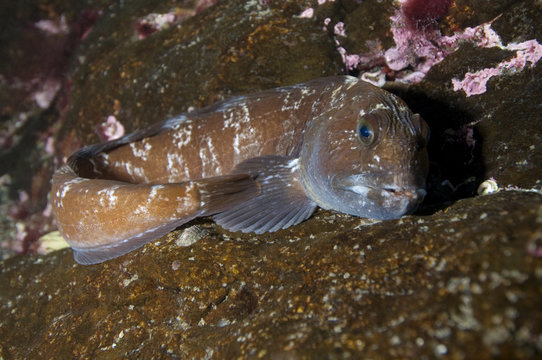Juvenile Atlantic wolffish (Anarhichas lupus) on rock, Saltstraumen, Bod&ouml;, Norway, October 2008