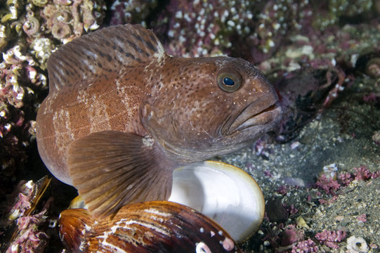 Juvenile Atlantic wolffish (Anarhichas lupus) Saltstraumen, Bod&ouml;, Norway, October 2008