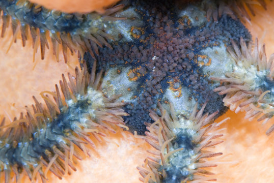 Brittle star (Ophiuroidea sp) Saltstraumen, Bod&ouml;, Norway, October 2008