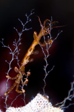 Skeleton shrimp (Caprellidea sp) on a hydroid on Sea-mat / Lacy crust bryozoan (Membranipora membranacea) Saltstraumen, Bod&ouml;, Norway, October 2008