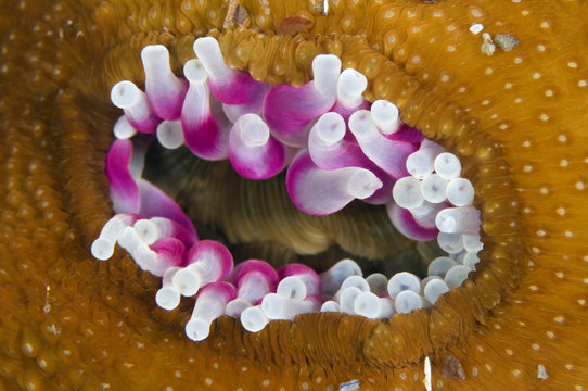 Dahlia anemone (Urticina felina) in the process of opening / retracting tentacles, Saltstraumen, Bod&ouml;, Norway, October 2008 Wild Wonders kids book.