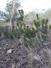 Naturaleza, florecillas