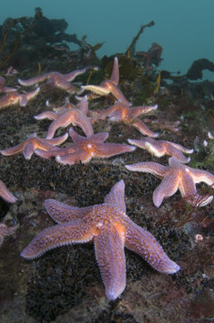 Common starfish (Asterias rubens) group, Saltstraumen, Bod&ouml;, Norway, October 2008