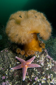 Common starfish (Asterias rubens) by a large Anemone, Saltstraumen, Bod&ouml;, Norway, October 2008